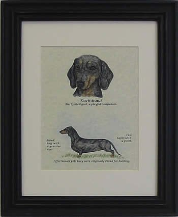 Dachshund Black & Tan-Stack