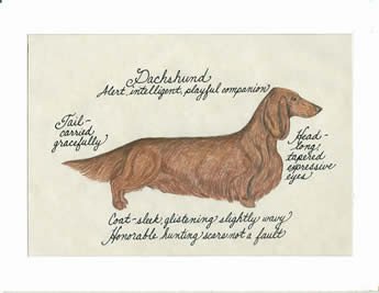 Dachshund Long Hair, Red