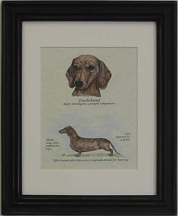 Dachshund Red-Stack