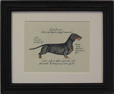 Dachshund Wire Hair, Black & Tan
