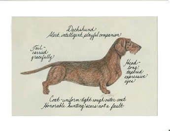 Dachshund Wire Hair, Red