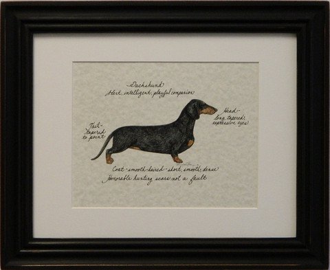 Dachshund, Black & Tan