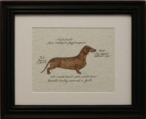 Dachshund, Red