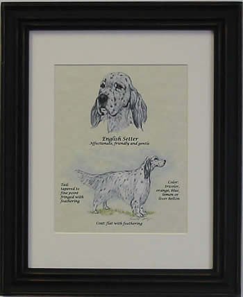 English Setter Blue-Stack