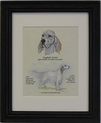 English Setter Orange -Stack