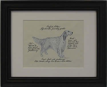 English Setter, Blue Belton