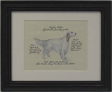 English Setter, Orange Belton