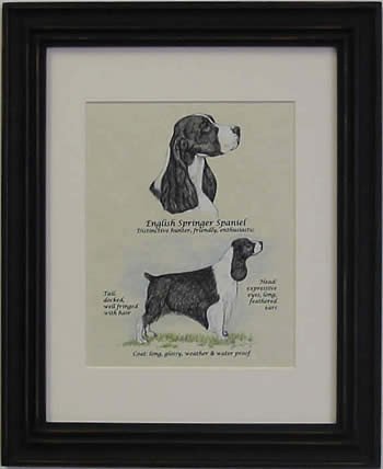 English Springer Spaniel Black & White-Stack