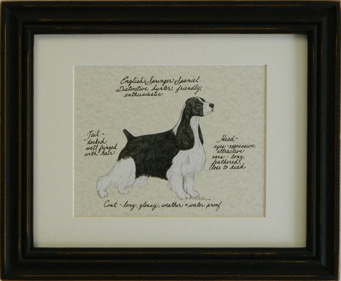 English Springer Spaniel, Black & White