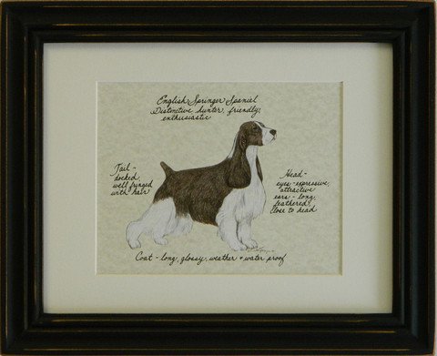English Springer Spaniel, Liver & White