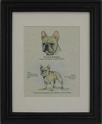 French Bulldog Fawn-Stack
