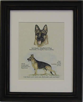 German Shepherd-Stack