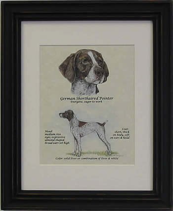 German Short Hair Pointer-Stack