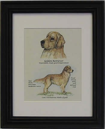 Golden Retriever-Stack