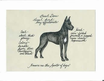 Great Dane, Black Cropped Ears