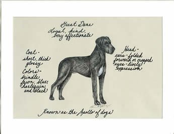 Great Dane, Black Uncropped Ears