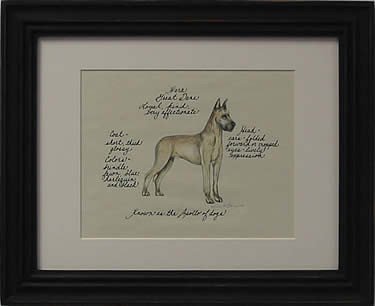 Great Dane, Fawn Cropped Ears