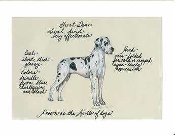 Great Dane, Harlequin Uncropped Ears