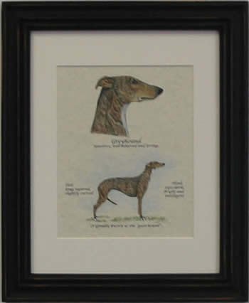 Greyhound Brindle-Stack