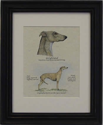 Greyhound Fawn-Stack