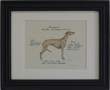 Greyhound, Brindle