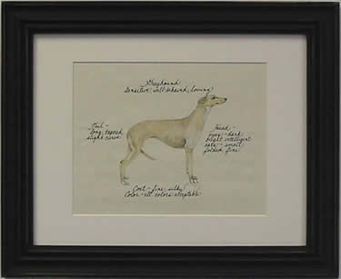 Greyhound, Fawn
