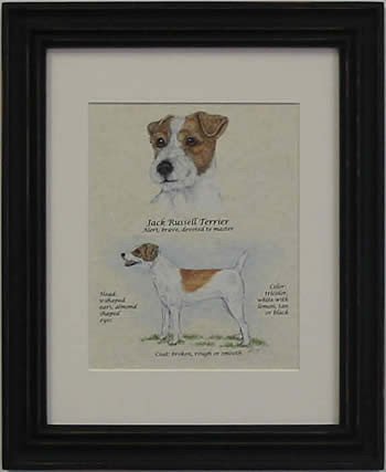 Jack Russell Rough Brown & White-Stack