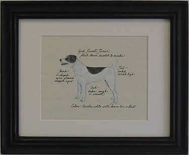 Jack Russell Rough, Blk & Wht