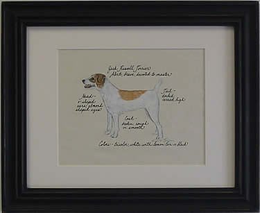 Jack Russell Rough, Brn & Wht
