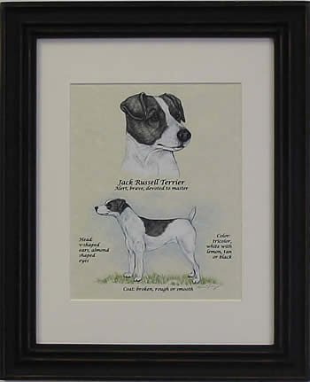 Jack Russell Smooth Black & White-Stack