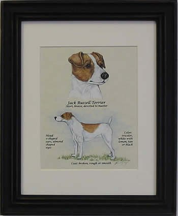 Jack Russell Smooth Brown & White-Stack