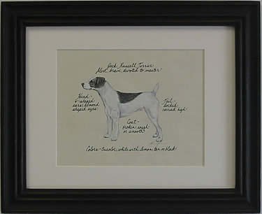 Jack Russell Smooth, Blk & Wht