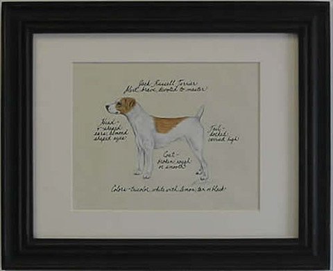Jack Russell Smooth, Brn & White