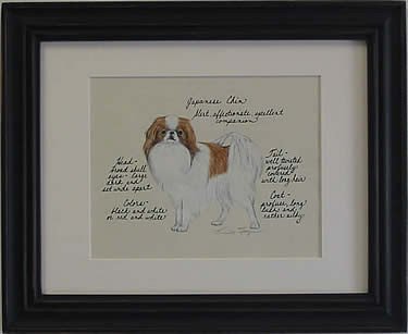 Japanese Chin, Brown & White