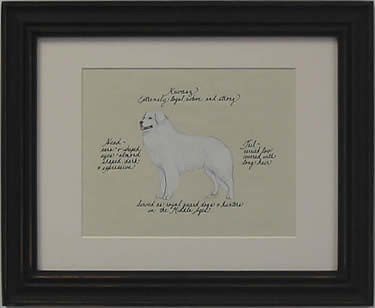 Kuvasz
