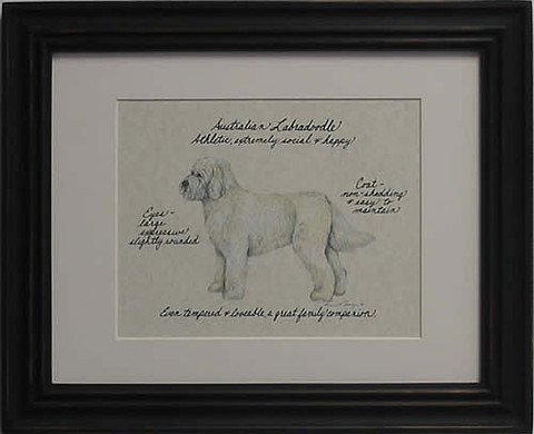 Labradoodle