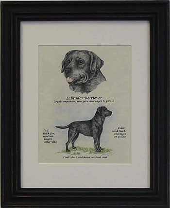 Labrador Retriever Black-Stack