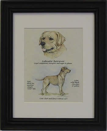 Labrador Retriever Yellow-Stack