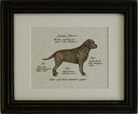 Labrador Retriever, Chocolate