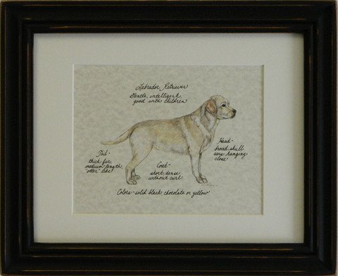 Labrador Retriever, Yellow