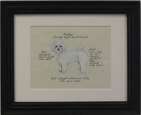 Maltese Puppy Cut