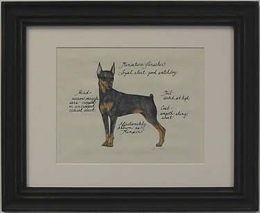 Minature Pinscher