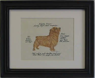 Norfolk Terrier