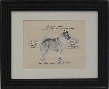 Norwegian Elkhound