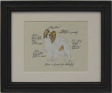 Papillon, Brown & White