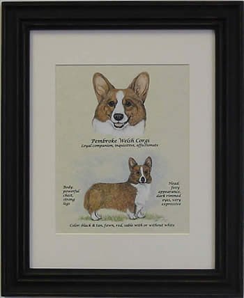 Pembroke Welsh Corgi Blen-Stack