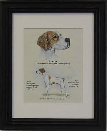 Pointer Brown & White-Stack