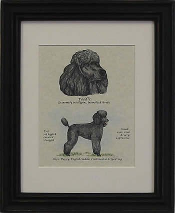 Poodle Puppy Cut Black-Stack