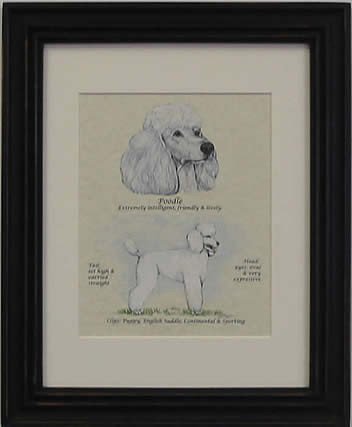 Poodle Puppy Cut White -Stack