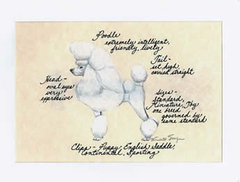 Poodle, White Show Cut